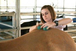 Lindsey massaging horse