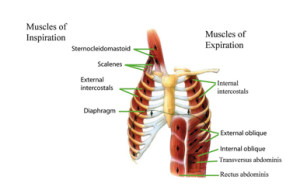 muscles intercostals